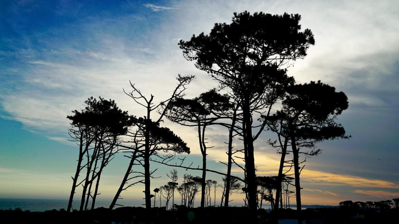 Casagrande Hotel&Beach Club José Ignacio Exterior foto Monterey cypress trees at Point Arena, California